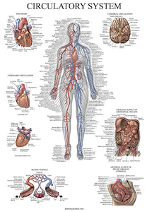 an anatomical poster set is one of the best gifts for medical students or residents