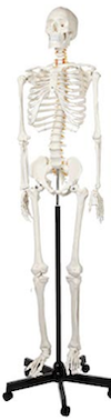 a skeleton model is a great medical school gift