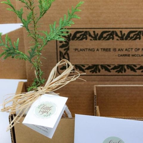 Image for A Tree Sapling